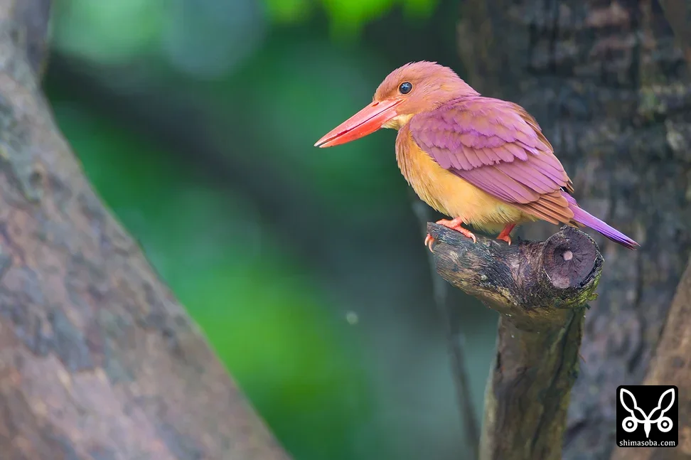 リュウキュウアカショウビン