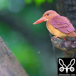 リュウキュウアカショウビン