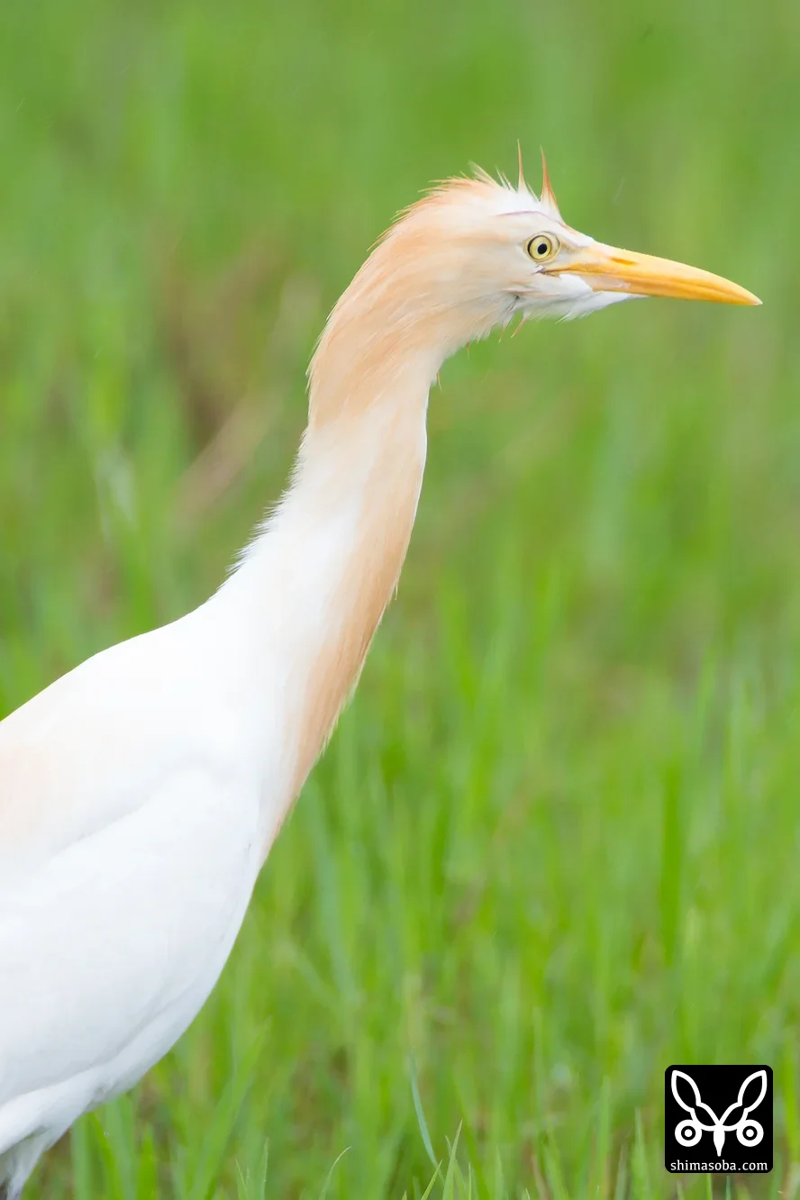 アマサギ