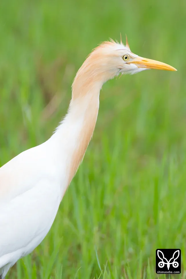 アマサギ