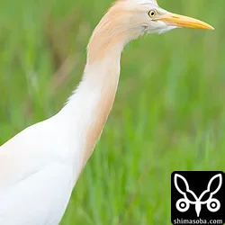 アマサギ
