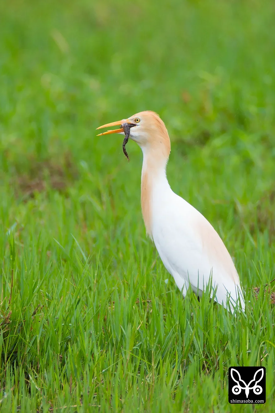 アマサギ