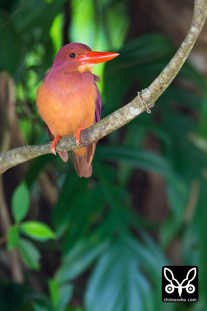 リュウキュウアカショウビン