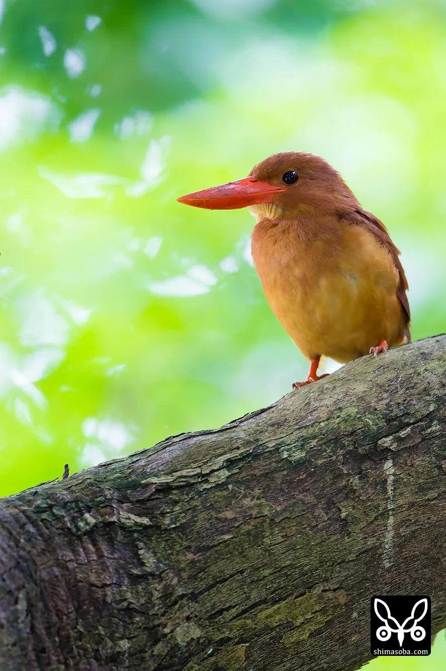 リュウキュウアカショウビン