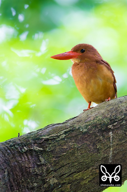 リュウキュウアカショウビン