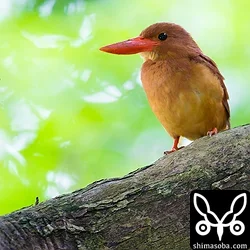 リュウキュウアカショウビン