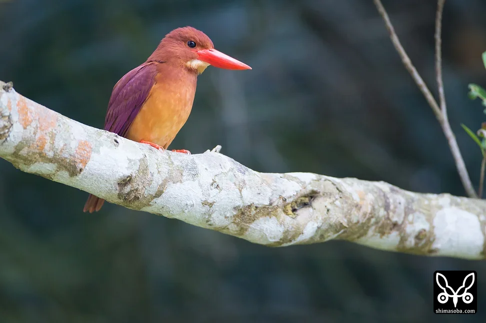 リュウキュウアカショウビン