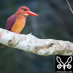 リュウキュウアカショウビン