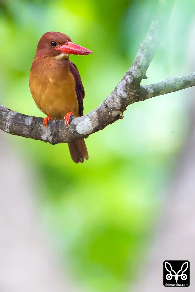 リュウキュウアカショウビン