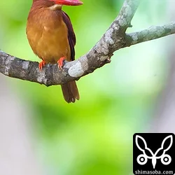 リュウキュウアカショウビン