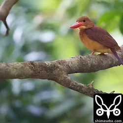 リュウキュウアカショウビン
