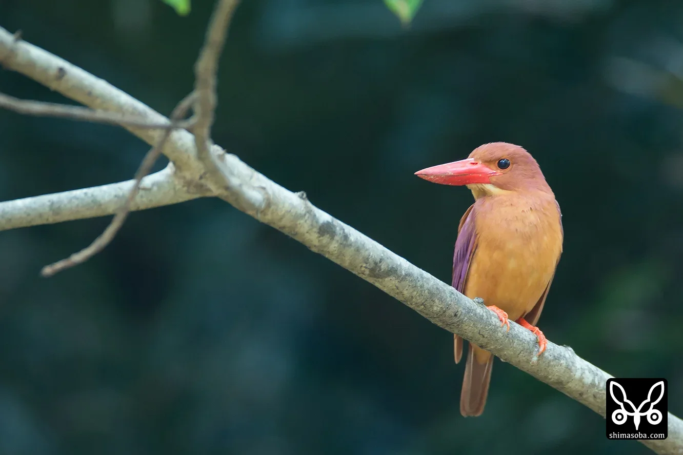 リュウキュウアカショウビン