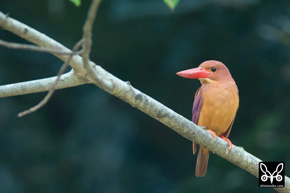 リュウキュウアカショウビン