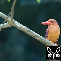 リュウキュウアカショウビン