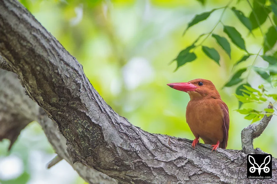 リュウキュウアカショウビン