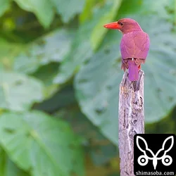 リュウキュウアカショウビン