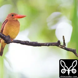リュウキュウアカショウビン