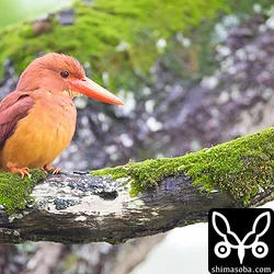リュウキュウアカショウビン