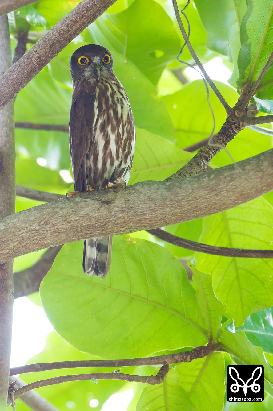 リュウキュウアオバズク