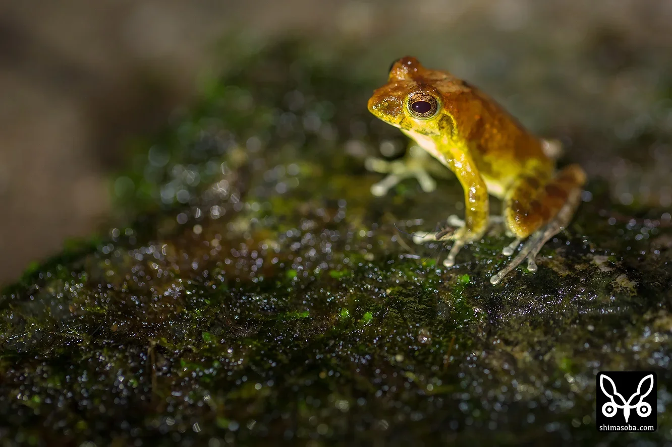リュウキュウカジカガエル