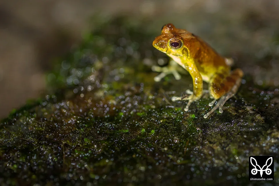 リュウキュウカジカガエル