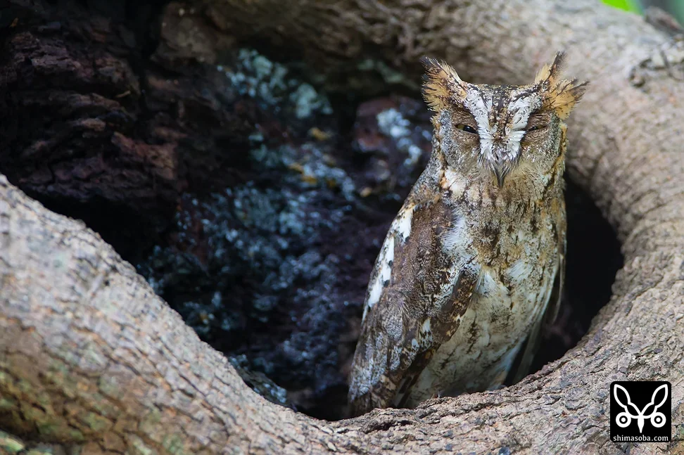 リュウキュウコノハズク