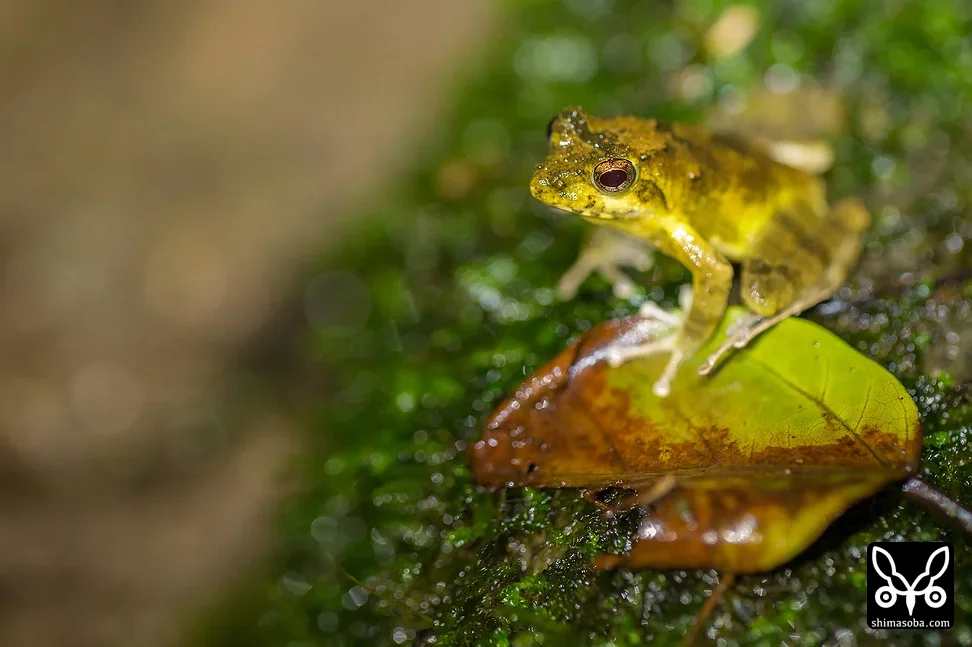 リュウキュウカジカガエル