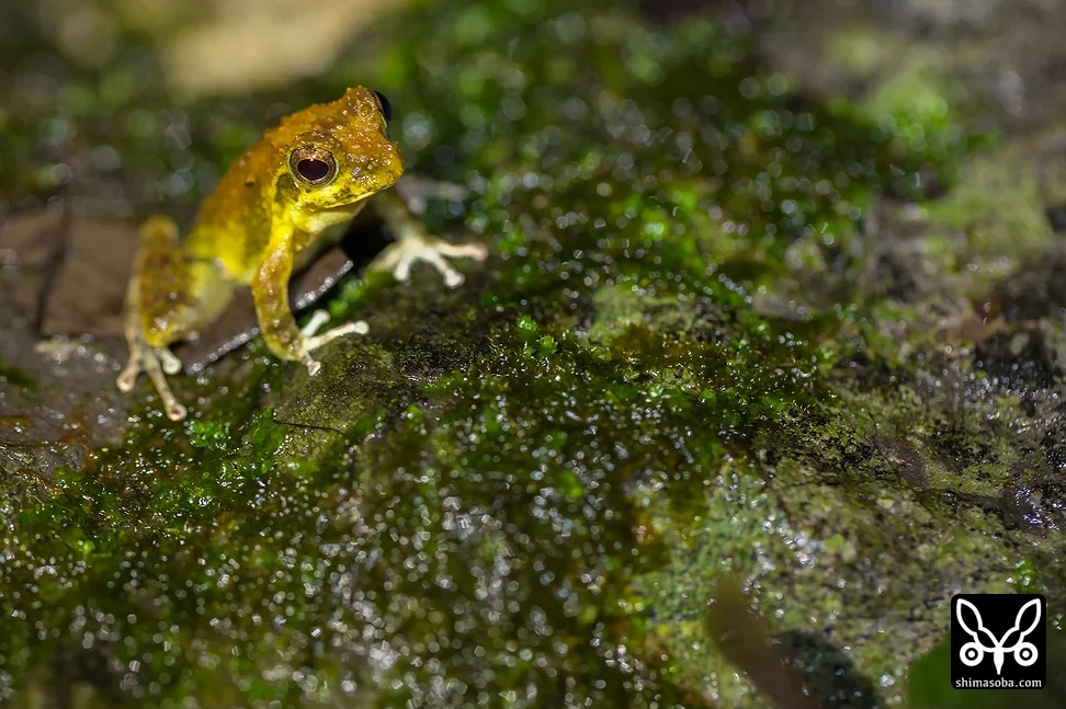 リュウキュウカジカガエル