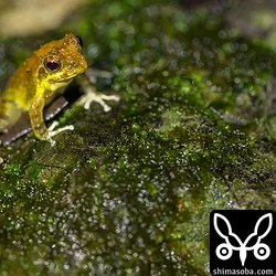 リュウキュウカジカガエル