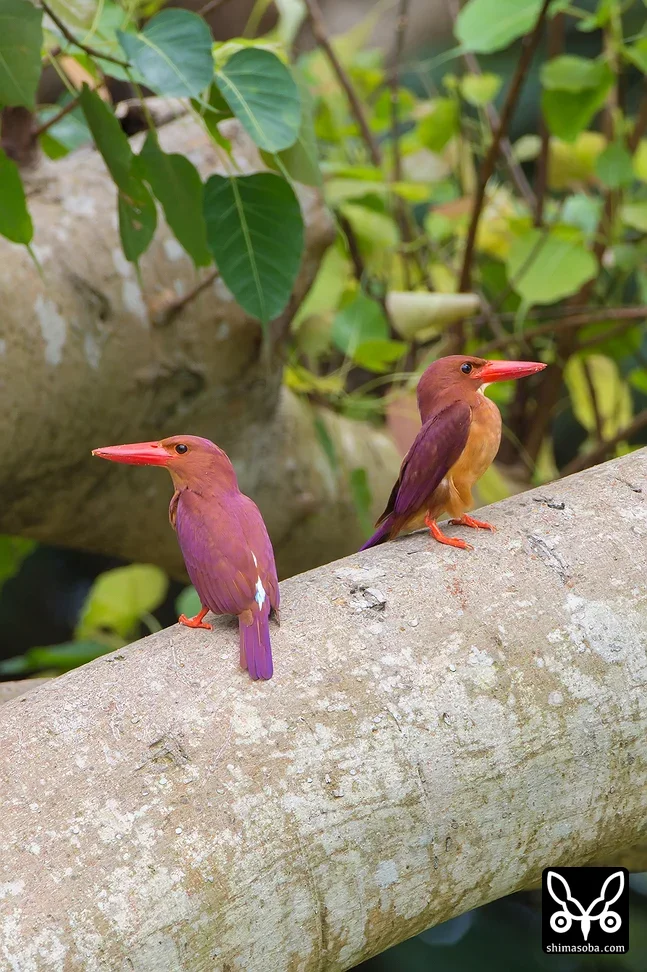 リュウキュウアカショウビン
