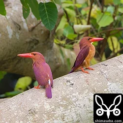 リュウキュウアカショウビン