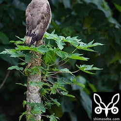 石垣島の野鳥