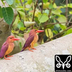 リュウキュウアカショウビン