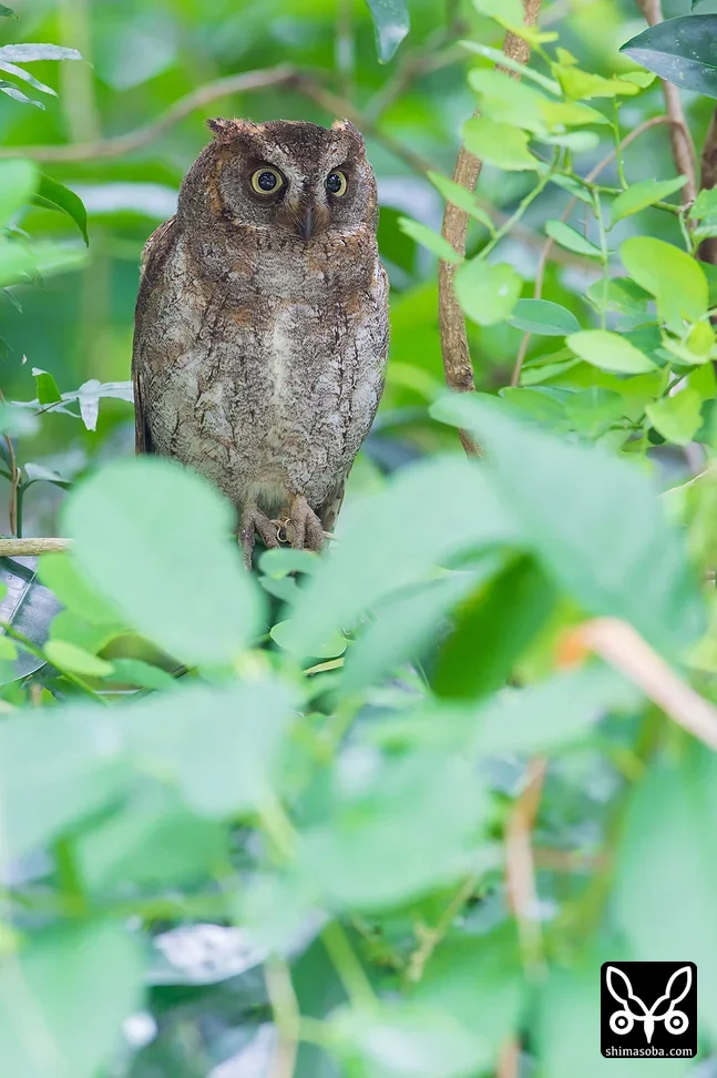 リュウキュウコノハズク