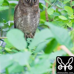 リュウキュウコノハズク