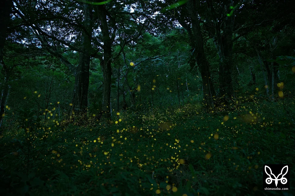 ホタル(ヤエヤマボタル・キイロスジボタル)