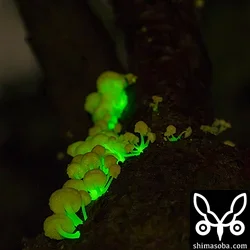 石垣島の光るキノコ(アミヒカリタケとシロヒカリタケ)