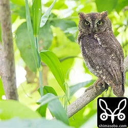 雨が止んだのでコノハズクも出てきました。^^

もう1羽いたのですが、ハスノハギリの葉っぱの隙間からお尻だけ出てる状態でした。