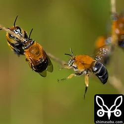 アオスジコシブトハナバチ