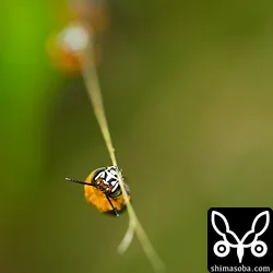 アオスジコシブトハナバチ