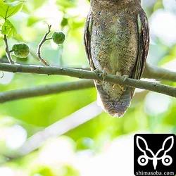 あきらめかけていたところにコノハズクの鳴き声が!!

しばらく鳴き声の方を探したのですが、見当たらず、帰ろうと振り返ったら目の前にいました。^^;
