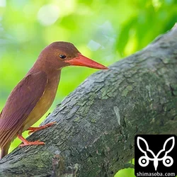 リュウキュウアカショウビン