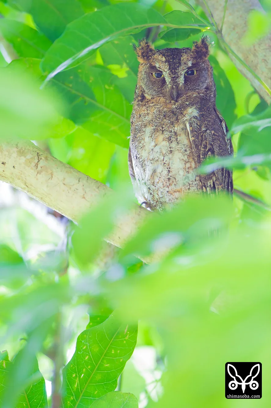 リュウキュウコノハズク