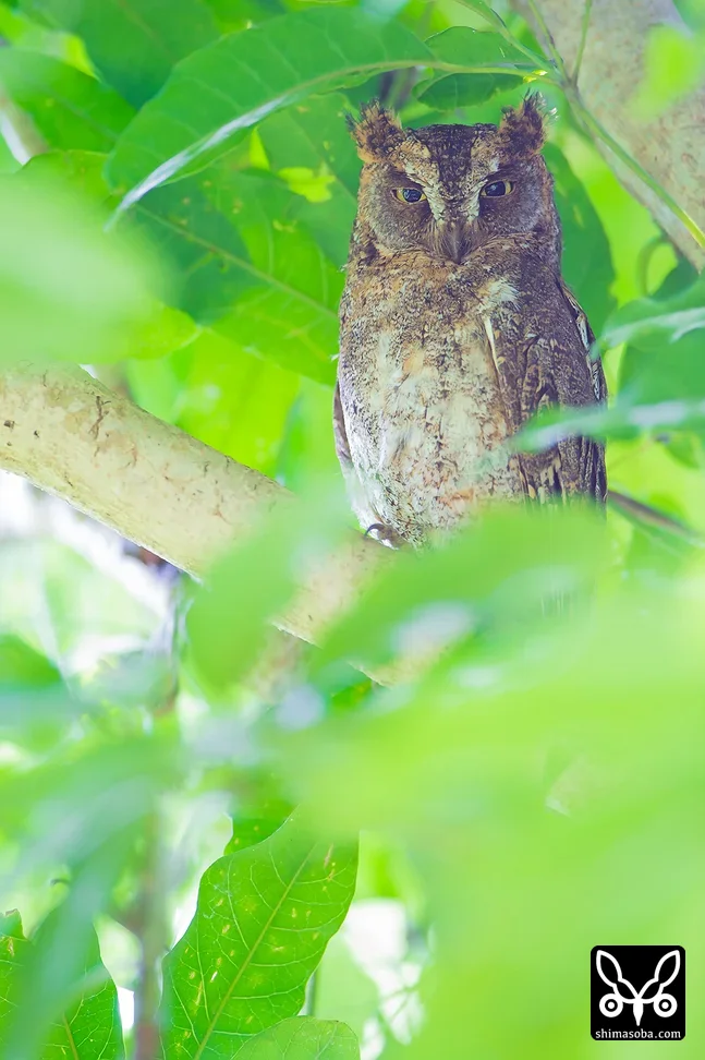 リュウキュウコノハズク