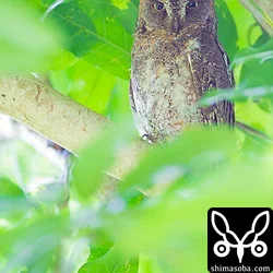 リュウキュウコノハズク