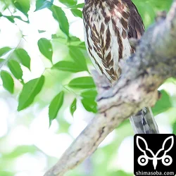リュウキュウアオバズク