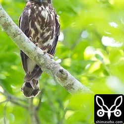 アオバズクとコノハズク