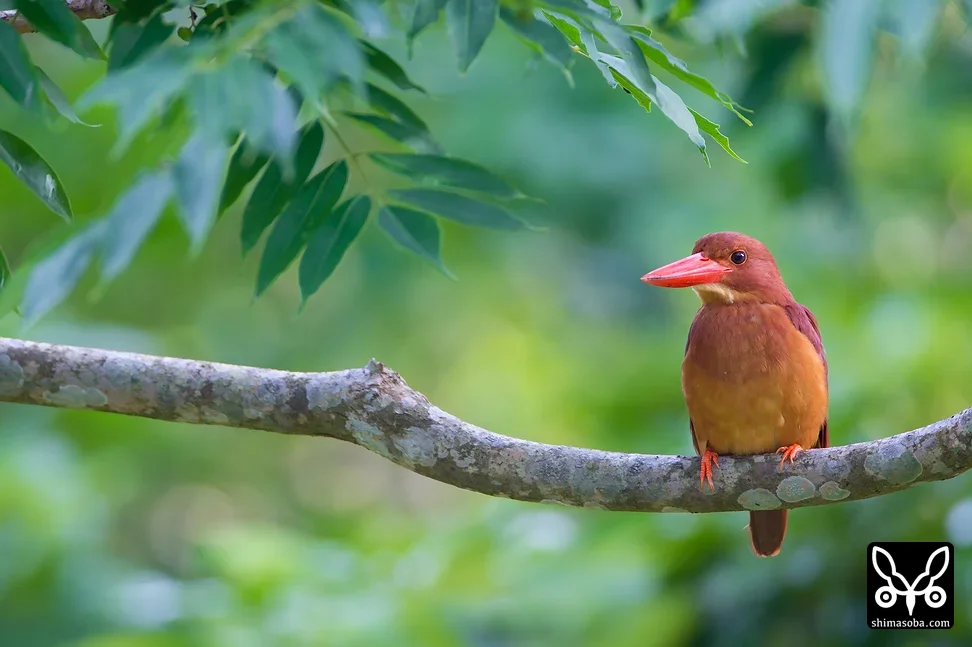 リュウキュウアカショウビン