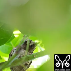 リュウキュウコノハズク