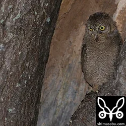 リュウキュウコノハズク巣立ち寸前